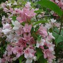 Weigela bicolor fleur
